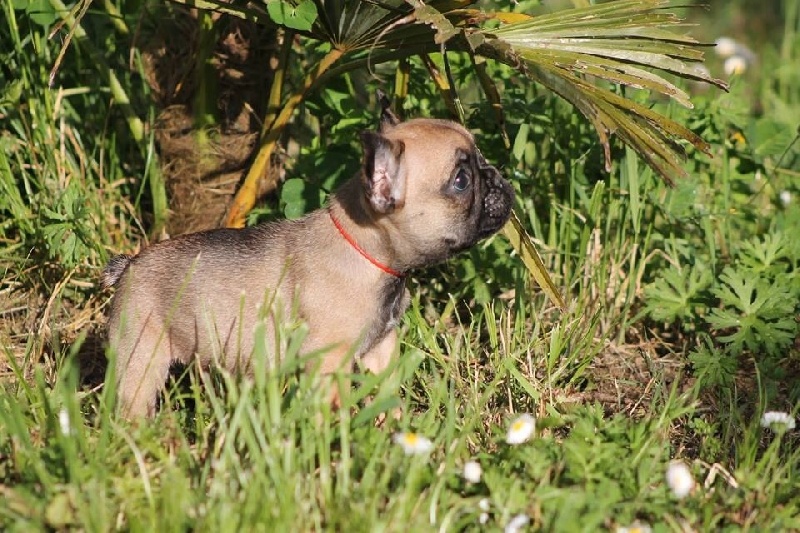 Du Sentier Des Anges - Bouledogue français - Portée née le 19/02/2014